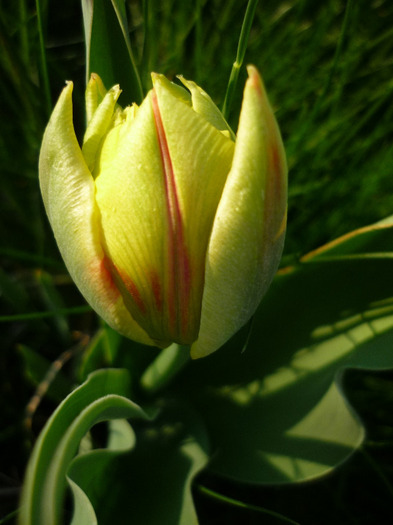 de Florii in 17 aprilie 2011