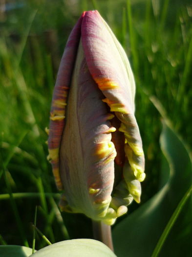 de Florii in 17 aprilie 2011