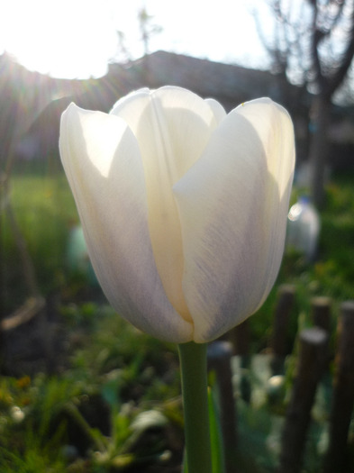 de Florii in 17 aprilie 2011