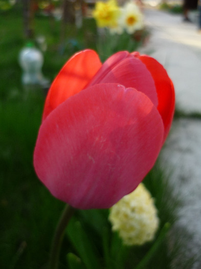 de Florii in 17 aprilie 2011