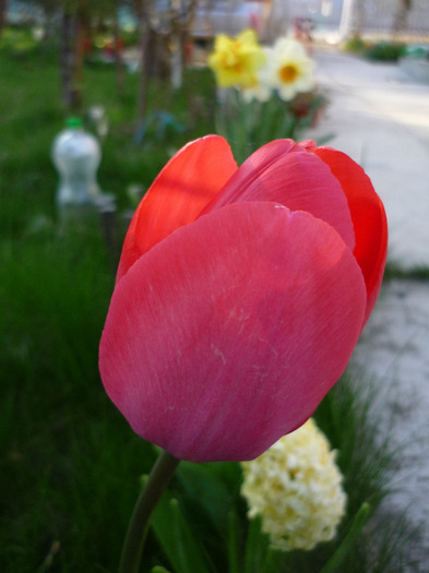 de Florii in 17 aprilie 2011