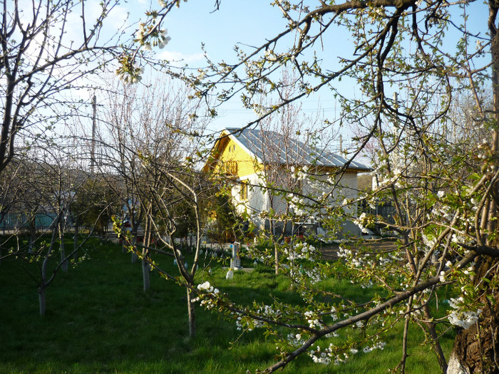 de Florii in 17 aprilie 2011 - Primavara
