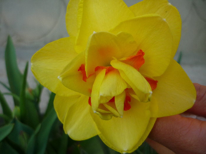 de Florii in 17 aprilie 2011