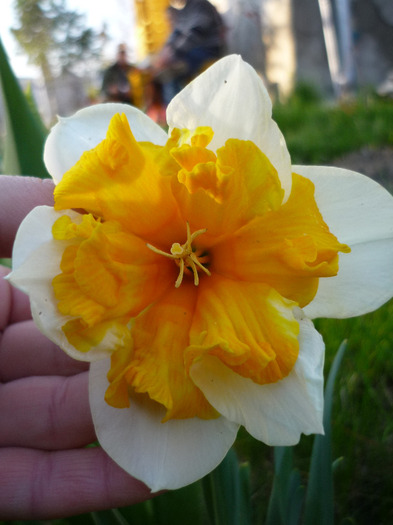 de Florii in 17 aprilie 2011