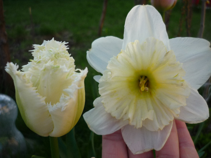de Florii in 17 aprilie 2011 - Narcise
