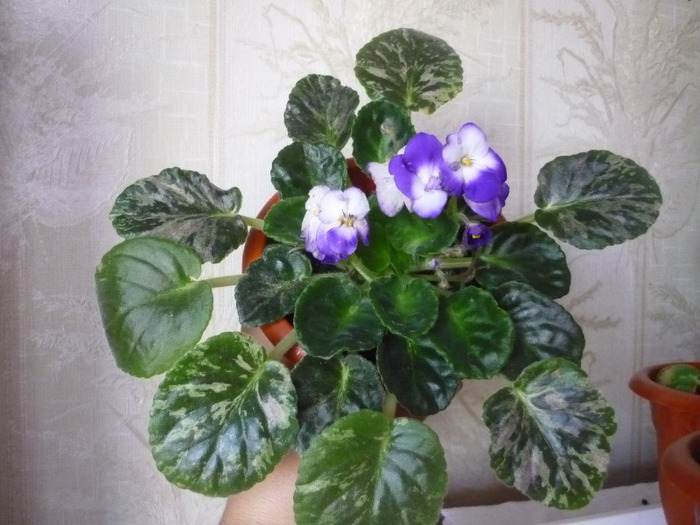 violeta mamei in 20 aprilie 2011 - Violete
