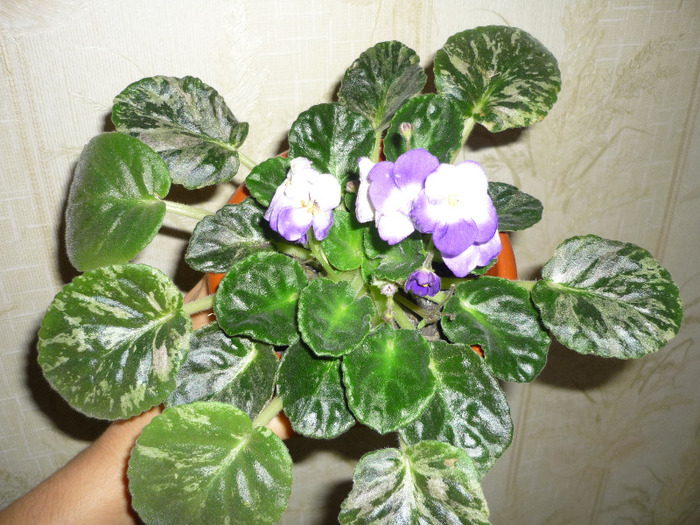 violeta mamei  in 20 aprilie 2011 - Violete