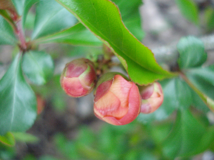 Chaenomeles japonica (2011, April 16)