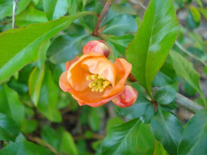 Chaenomeles japonica (2011, April 21) - Chaenomeles japonica