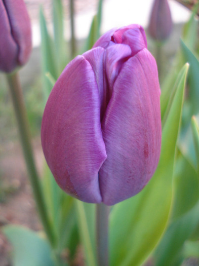 Tulipa Purple Flag (2011, April 21) - Tulipa Purple Flag