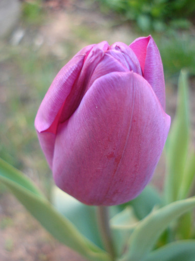 Tulipa Purple Flag (2011, April 21) - Tulipa Purple Flag