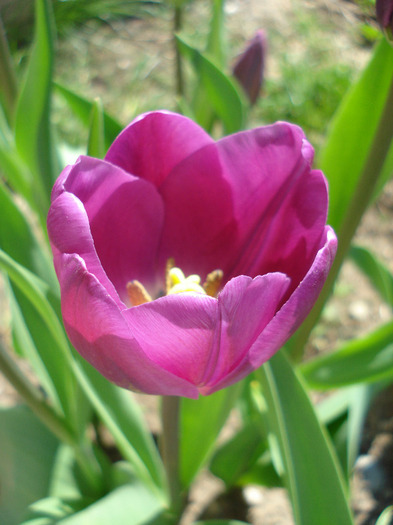 Tulipa Purple Flag (2011, April 21) - Tulipa Purple Flag