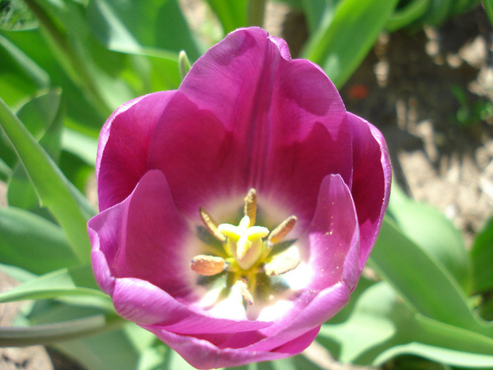 Tulipa Purple Flag (2011, April 21) - Tulipa Purple Flag