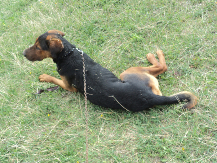 DSC01671 - Cainii