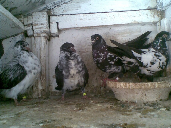 Galamb(009) - Pui si batrani 2011