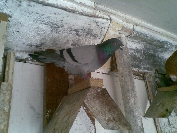 Galamb(020) - Pui si batrani 2011