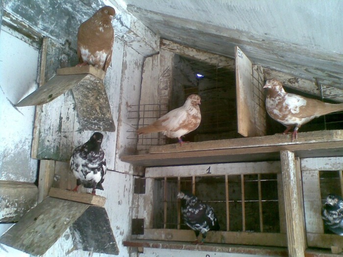 Galamb(023) - Pui si batrani 2011