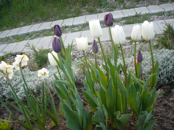 004 - primavara 2011