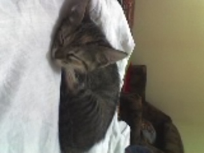 Shht,taceti,doarme pisicutza mea(selena,sely:D) - Xx My Cat