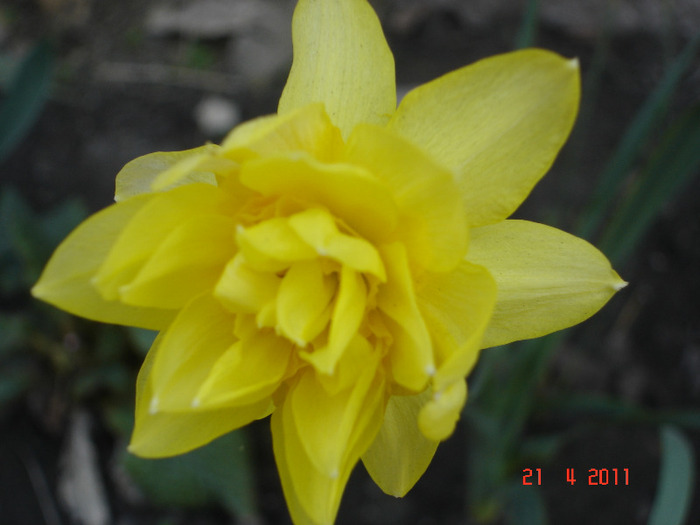 narcisa galbena dubla