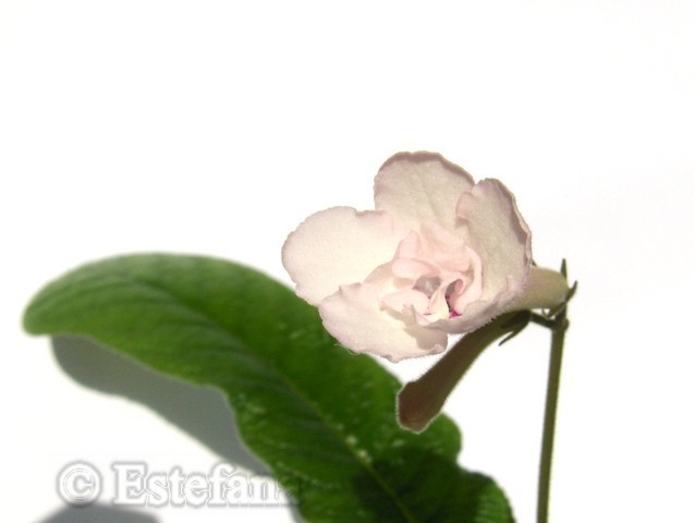 Blushing Bride - Streptocarpusi colectie