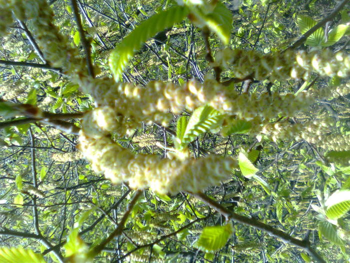 Carpenul - Arbori si plante melifere