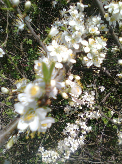 Floare de porumbar - Arbori si plante melifere