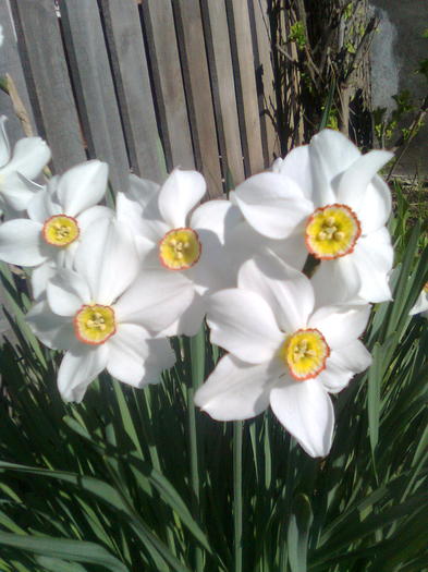 Narcise - flori de primavara
