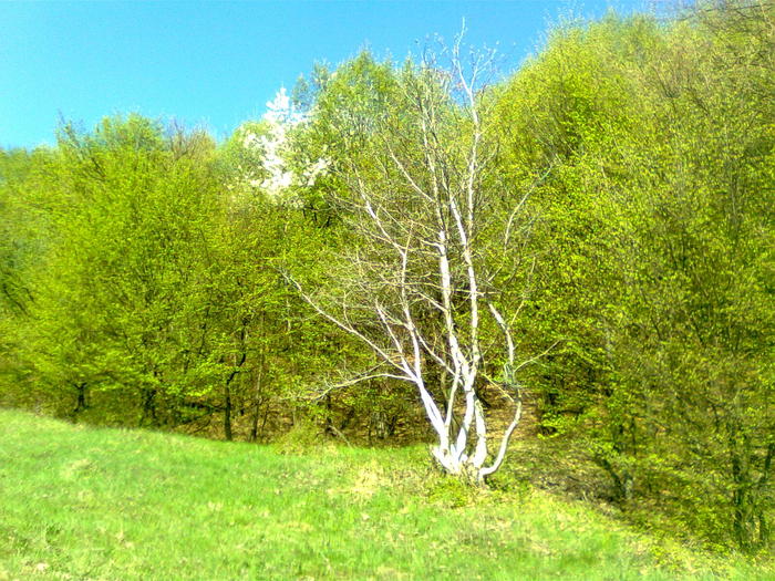 Un nuc la marginea padurii