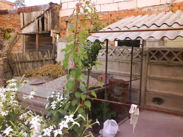 DSC05384 - turnu magurele