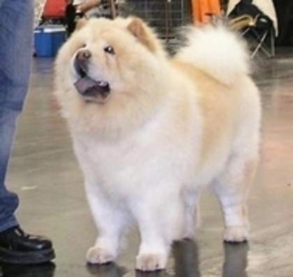 30527011_OSWAMKPTD - chow-chow