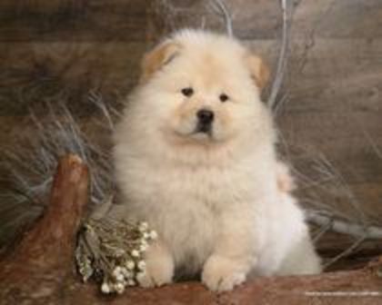 30527014_HZTIDALZD - chow-chow