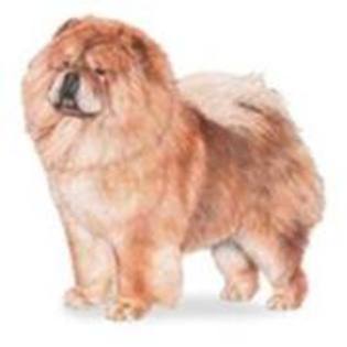 30527028_TVAWIVITE - chow-chow