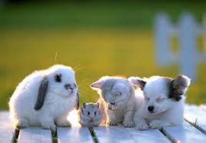 images (42)