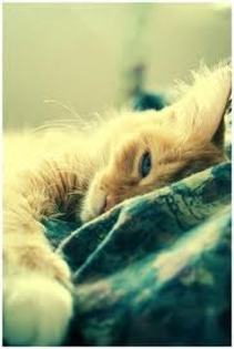 images (44)