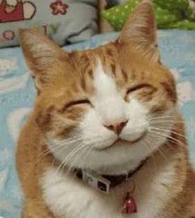 images (51) - animale dragute