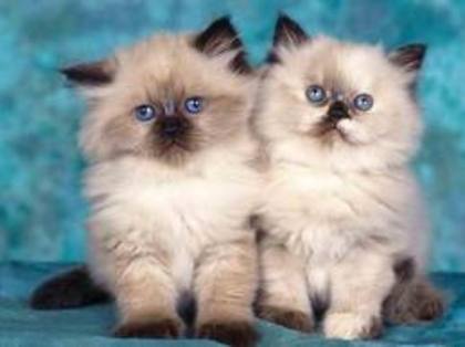images (52) - animale dragute