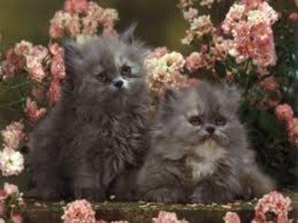 images (53) - animale dragute