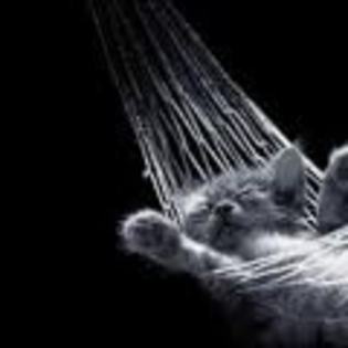 images (54) - animale dragute