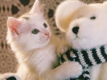 images (57) - animale dragute