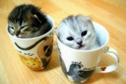 images (60) - animale dragute