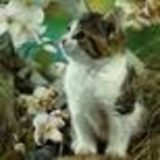 images (65)