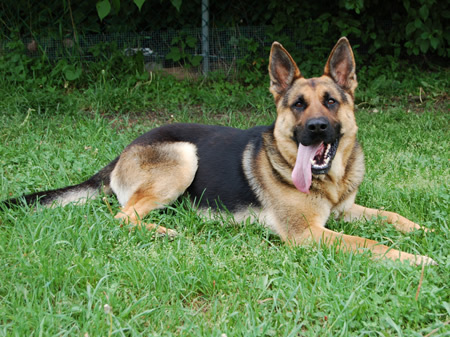 Ciobanesc-German1[1]