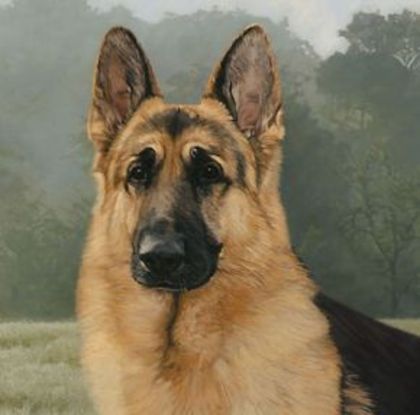 german-shepherd[1] - ciobanesc german