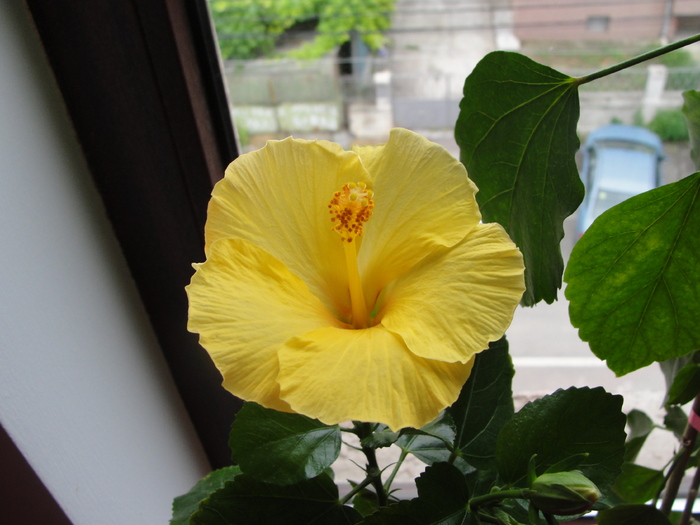 l-am pierdut - D-hibiscus 2010