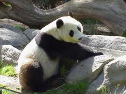 panda 7 - adoptati un panda
