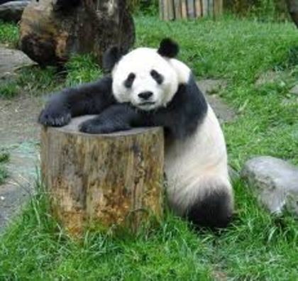panda 8 - adoptati un panda