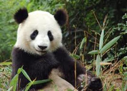 panda 9 - adoptati un panda