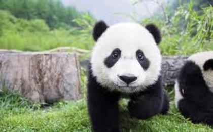 panda 11 - adoptati un panda