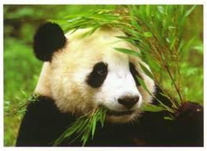 panda 12 - adoptati un panda